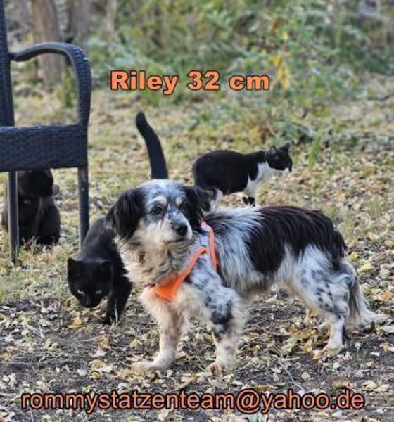 Riley ist klug, lernfreudig, sportlich