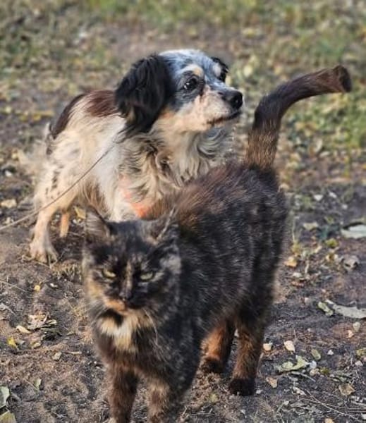 Riley ist klug, lernfreudig, sportlich