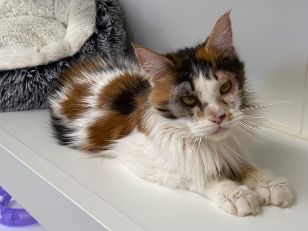 UNAYA (en cours d'adoption)