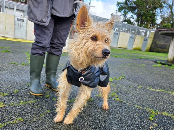 Lynx (en cours d'adoption)