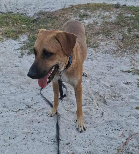 GUELIA grand coeur sur pattes