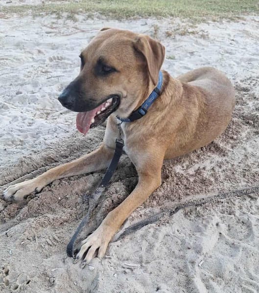 GUELIA grand coeur sur pattes