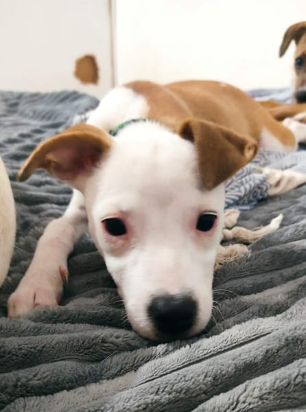 Super NOVA la petite étoile