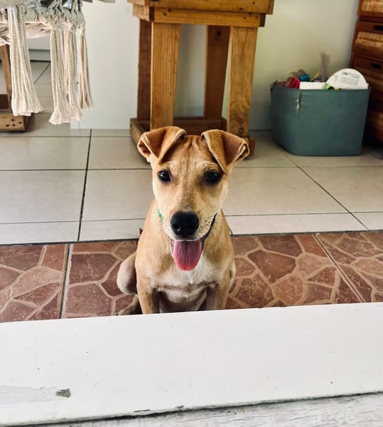 🐾 À L’ADOPTION – INDIE 🐾