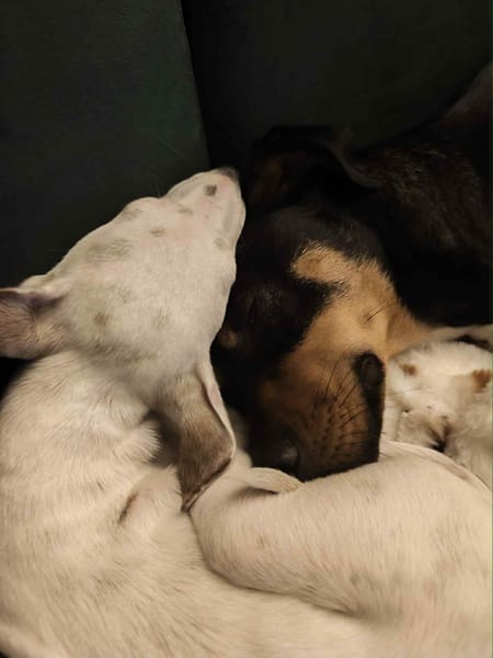 🐾 À L’ADOPTION – INDRA, malicieuse et pleine d’amour 🐾