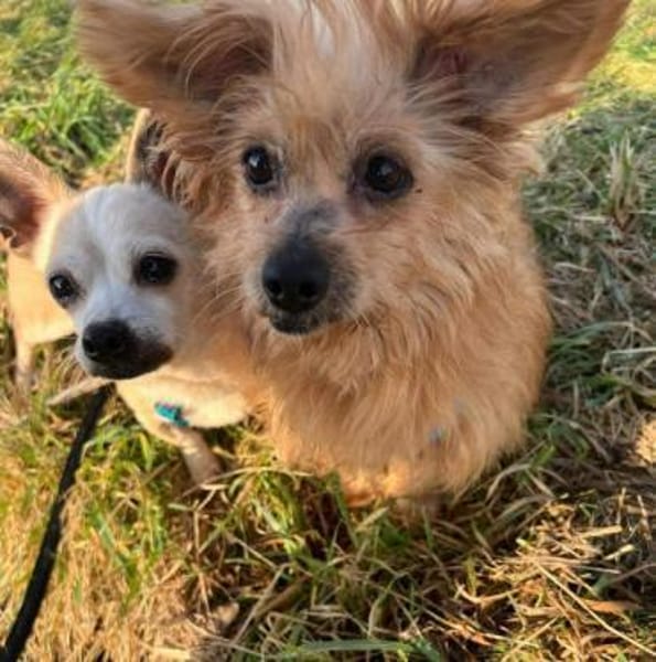 LUCILLE * eine süsse TerrierMixOmi