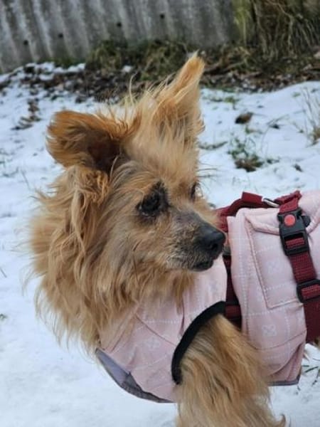 LUCILLE * eine süsse TerrierMixOmi