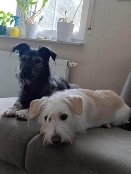 Charmantes Hundemädchen Holly...