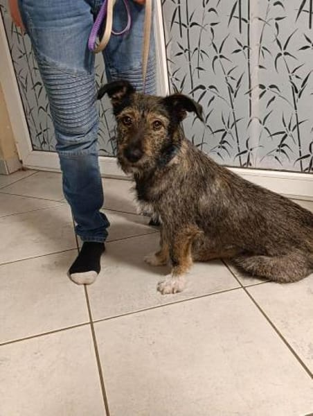 Charmantes Hundemädchen Holly...