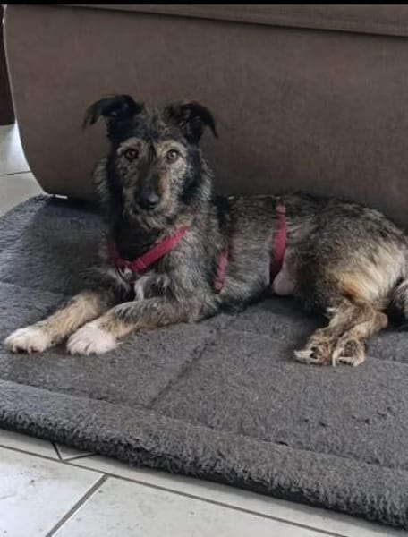 Charmantes Hundemädchen Holly...