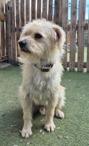 BOLT 🌸 unser süßes Sensibelchen