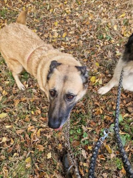 Safira - die Liebe und Treue in Person