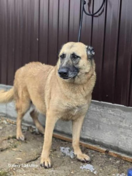 Safira - die Liebe und Treue in Person