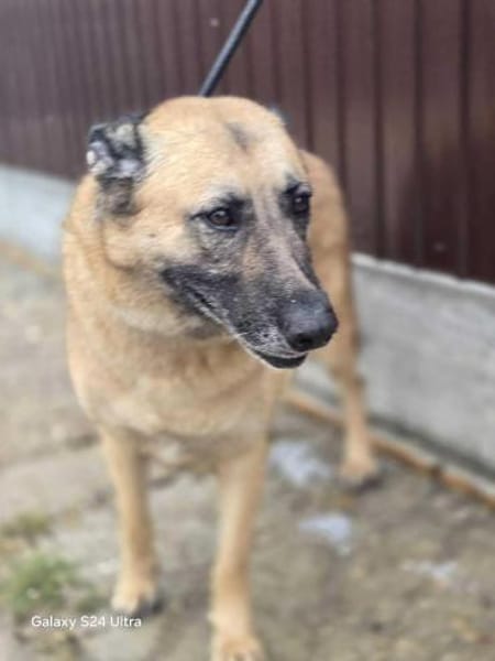 Safira - die Liebe und Treue in Person