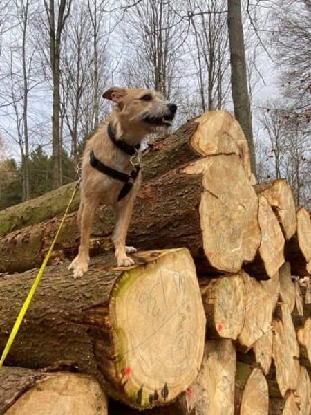 Fia - Terrier Mix Hündin