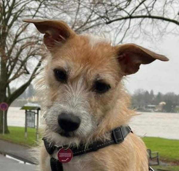 Fia - Terrier Mix Hündin