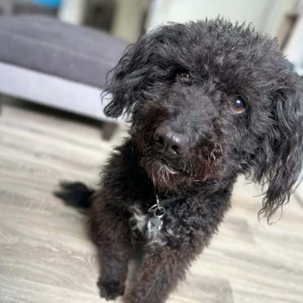 Mora - Gebt Mora eine Chance