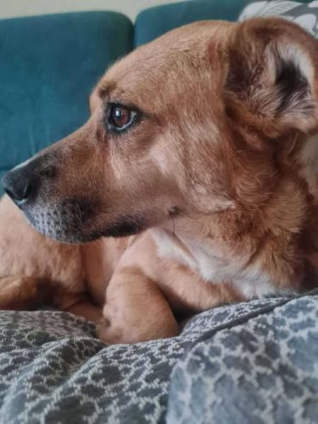 Lisa sucht dringend liebevolles Zuhause