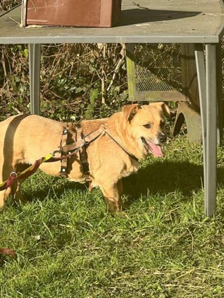 Lisa sucht dringend liebevolles Zuhause