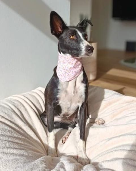 Aktive Berta wartet in 52385 Nideggen