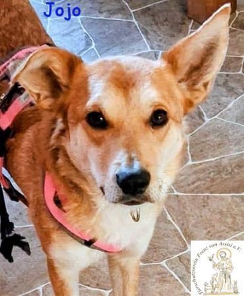 Jojo  der aufgeschlossene Wegbegleiter