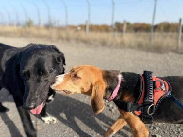 Gabi sucht ihr großes Glück