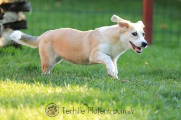 Pixie - fröhlich, freundlich & verspielt