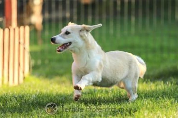 Pixie - fröhlich, freundlich & verspielt