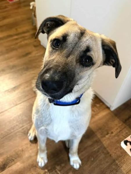 Jacky - kinderliebe Schmusehündin