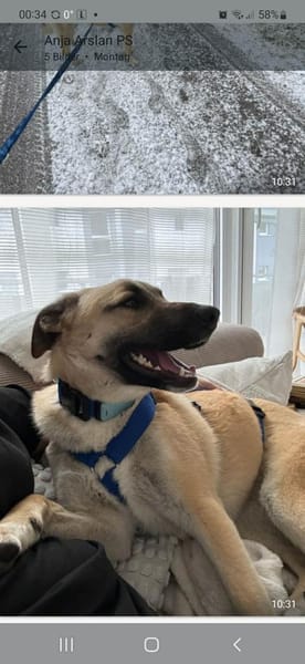 Jacky - kinderliebe Schmusehündin