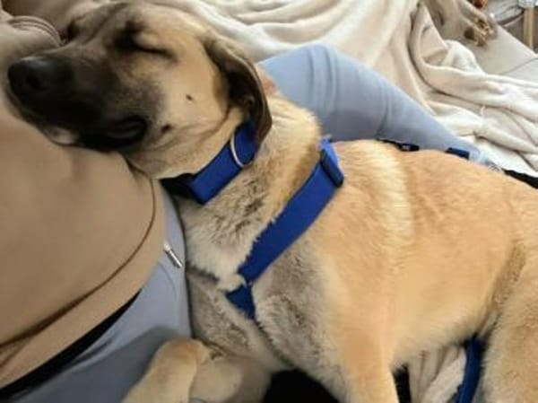 Jacky - kinderliebe Schmusehündin