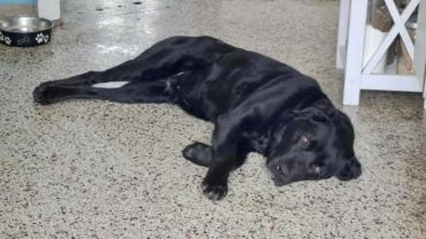 MIRA♥ sanfte Klugheit sucht Lebensplatz