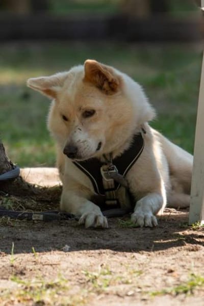 HERMES braucht stabiles Zuhause 🆘‼🆘