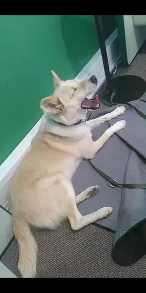 HERMES braucht stabiles Zuhause 🆘‼🆘