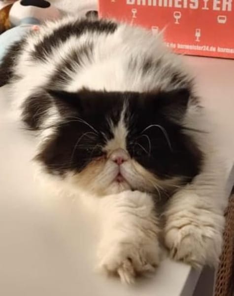 Perser Nikos sucht Kuschelplatz