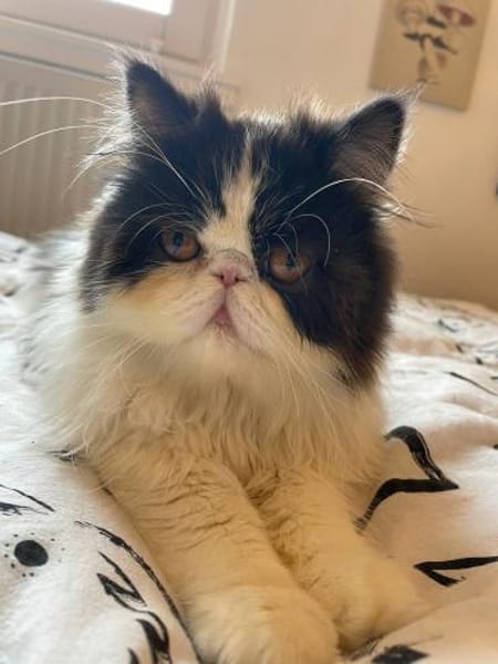 Perser Nikos sucht Kuschelplatz