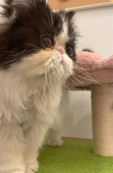 Perser Nikos sucht Kuschelplatz