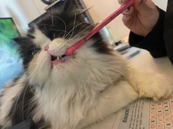 Perser Nikos sucht Kuschelplatz