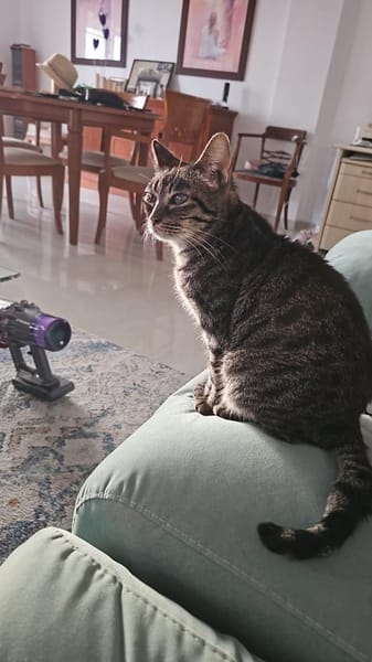 süße Gwendola in Mannheim (ALM)