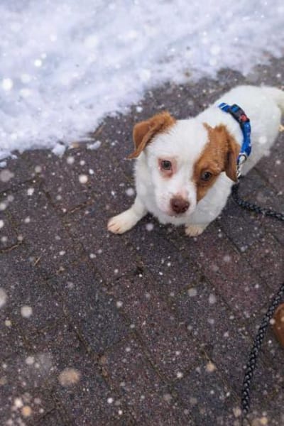 Rio ein süßer Flauschehund 🍀