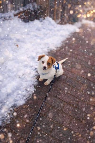 Rio ein süßer Flauschehund 🍀