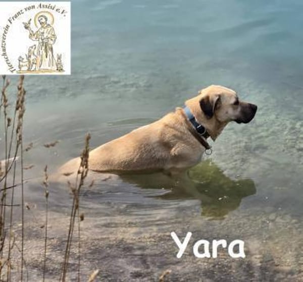 Yara  großes Mädchen träumt von ...