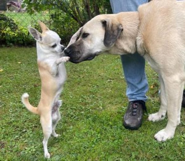Yara  großes Mädchen träumt von ...