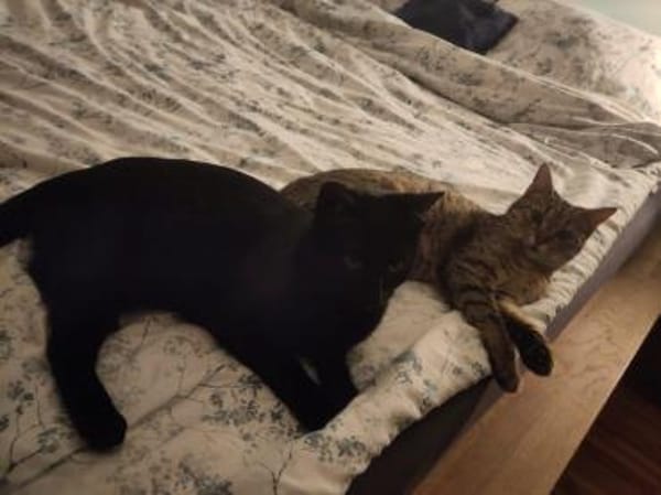 Tamara & Clara suchen Kuschelplatz