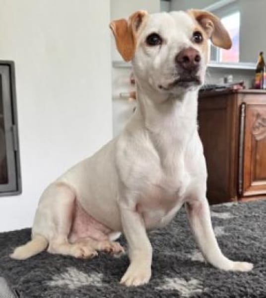 Manolo gibt nicht auf und sucht DIch