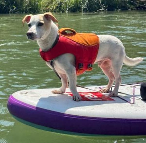 Manolo gibt nicht auf und sucht DIch