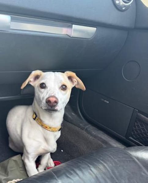 Manolo gibt nicht auf und sucht DIch