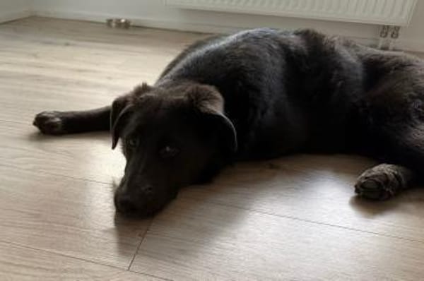 Schäfi-Mix-Schnute Jasper 50127 Bergheim