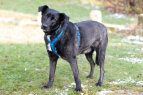 ONYX - menschenbezogen&verschmust