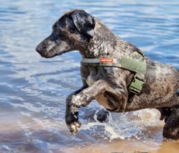 KENAI - sanft&anhänglich